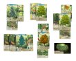画像3:  【再販予約商品】  カードゲーム「フォレストシャッフル」日本語版 【25年6月上旬再販】 (3)