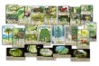 画像2:  【予約商品】  カードゲーム「フォレストシャッフル：実地調査」日本語版 【25年8月下旬発売】 (2)