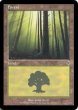 画像3: ※特価※【INV】※Foil※《森/Forest》【L】 (3)