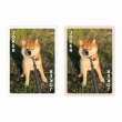画像3:  【予約商品】  柴あわせ　あか 【26年8月9日発売】 (3)