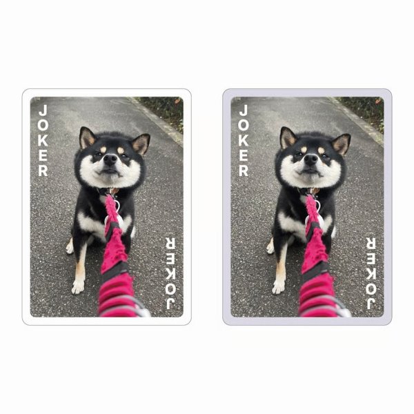 画像3:  【お取り寄せ商品】  柴あわせ　くろ (3)