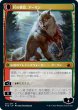 画像2: 【MID/PrePR】※FOIL※ 《群れの希望、アーリン/Arlinn, the Pack's Hope》《月の憤怒、アーリン/Arlinn, the Moon's Fury》【M】 (2)