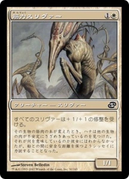 画像1: ※特価※【PLC】《筋力スリヴァー/Sinew Sliver》【C】 (1)