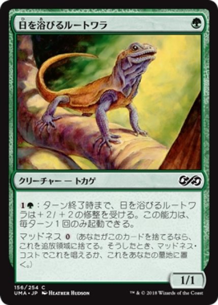 画像1: 【UMA】※Foil※《日を浴びるルートワラ/Basking Rootwalla》【C】 (1)